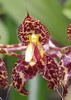 Bulbophyllum cornu-ovis
